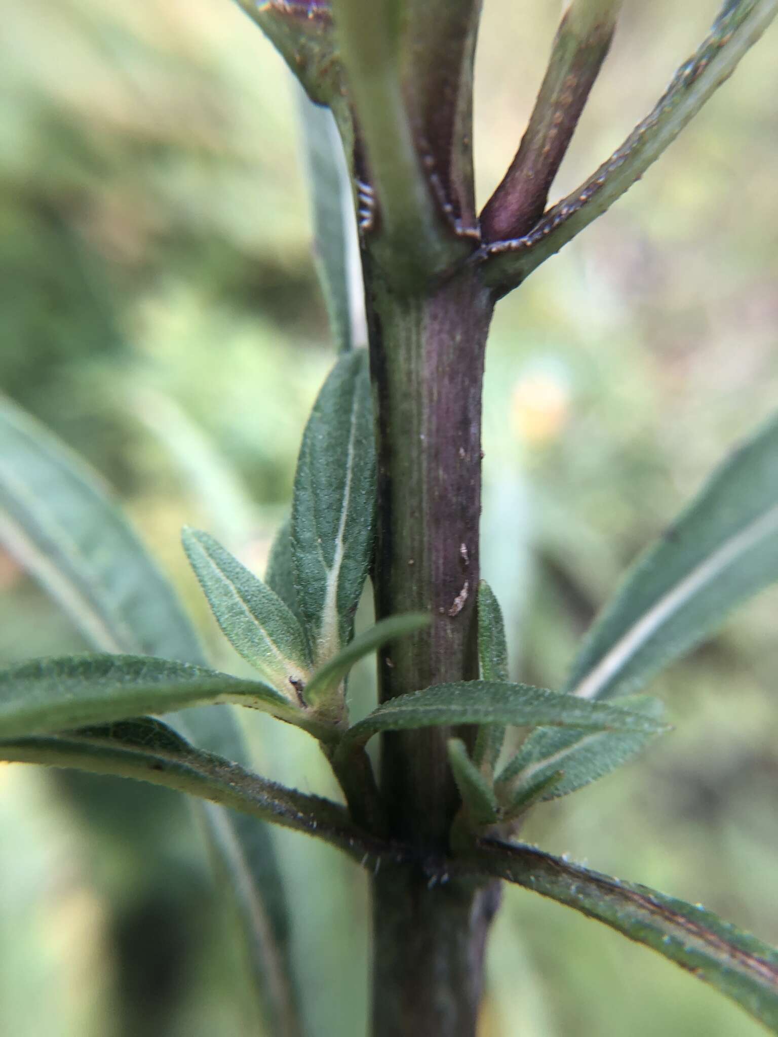 Image of Whorled Sunflower