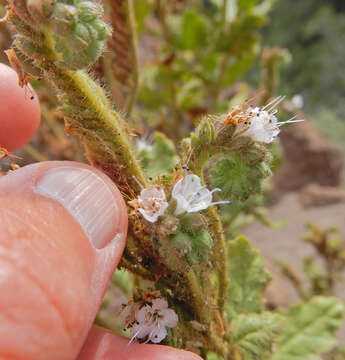 Image of Pinkava's phacelia