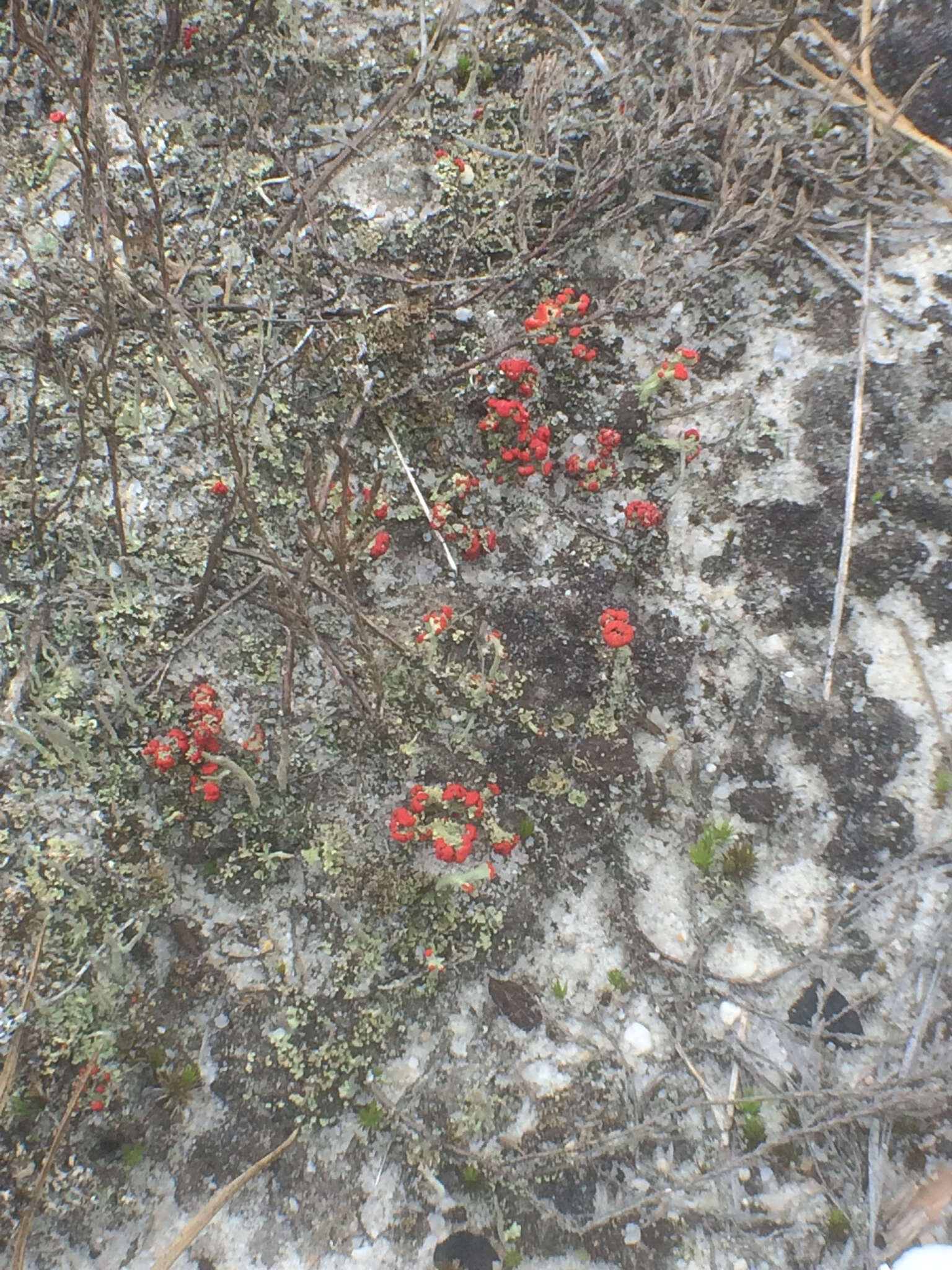 Слика од Cladonia cristatella Tuck.