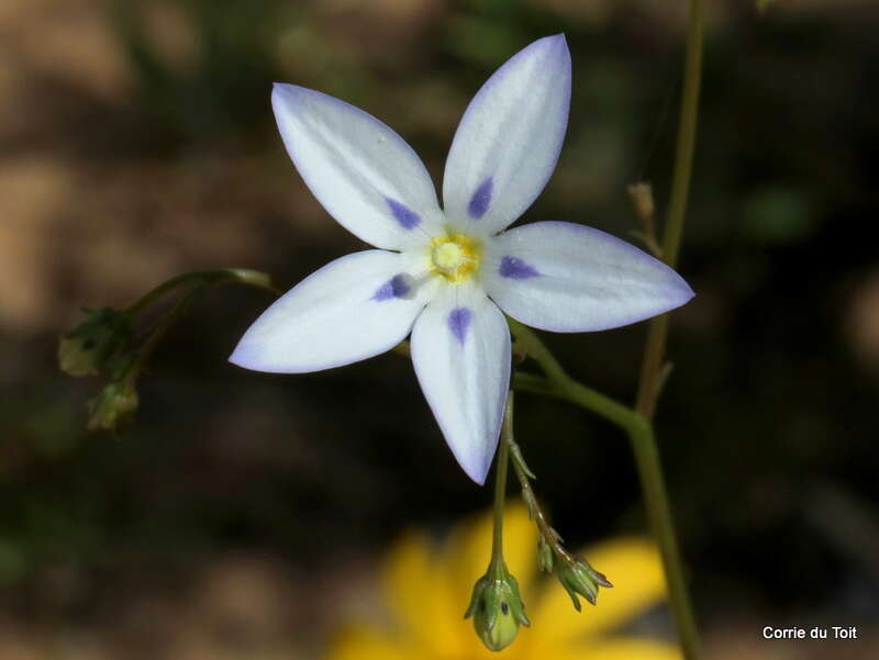 Image of Wahlenbergia annularis A. DC.