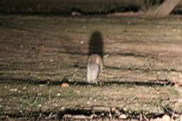 Image of White-tailed Mongoose