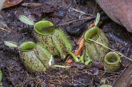 Image of Flask-Shaped Pitcher-Plant