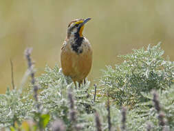 Image of Abyssinian Longclaw