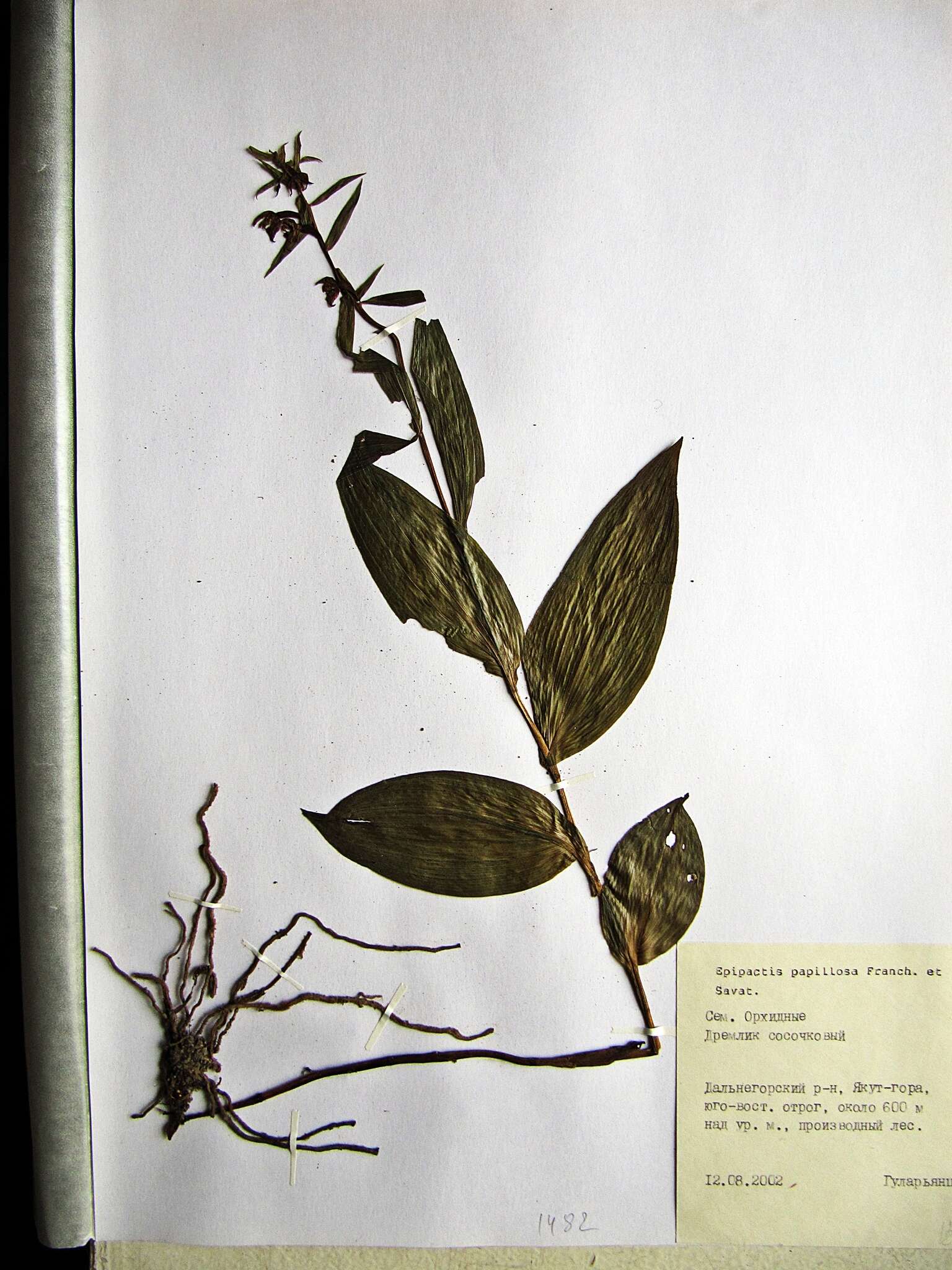 Image of Epipactis papillosa Franch. & Sav.