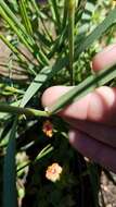 Image of foothill needlegrass