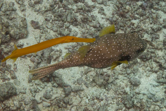 Image of Broadbarred Toadfish