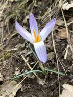 Image of various-coloured crocus