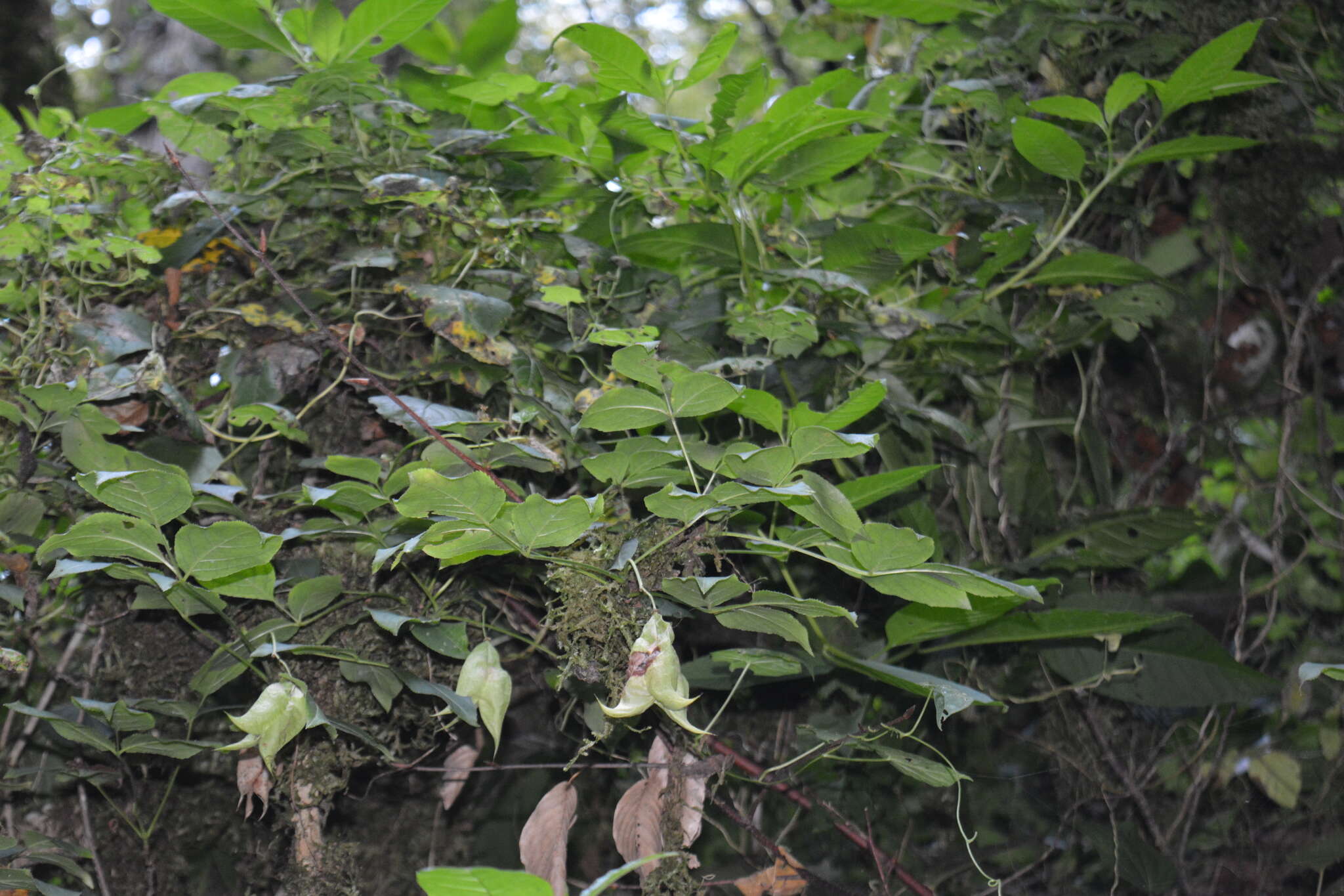 Image of Staphylea colchica Stev.