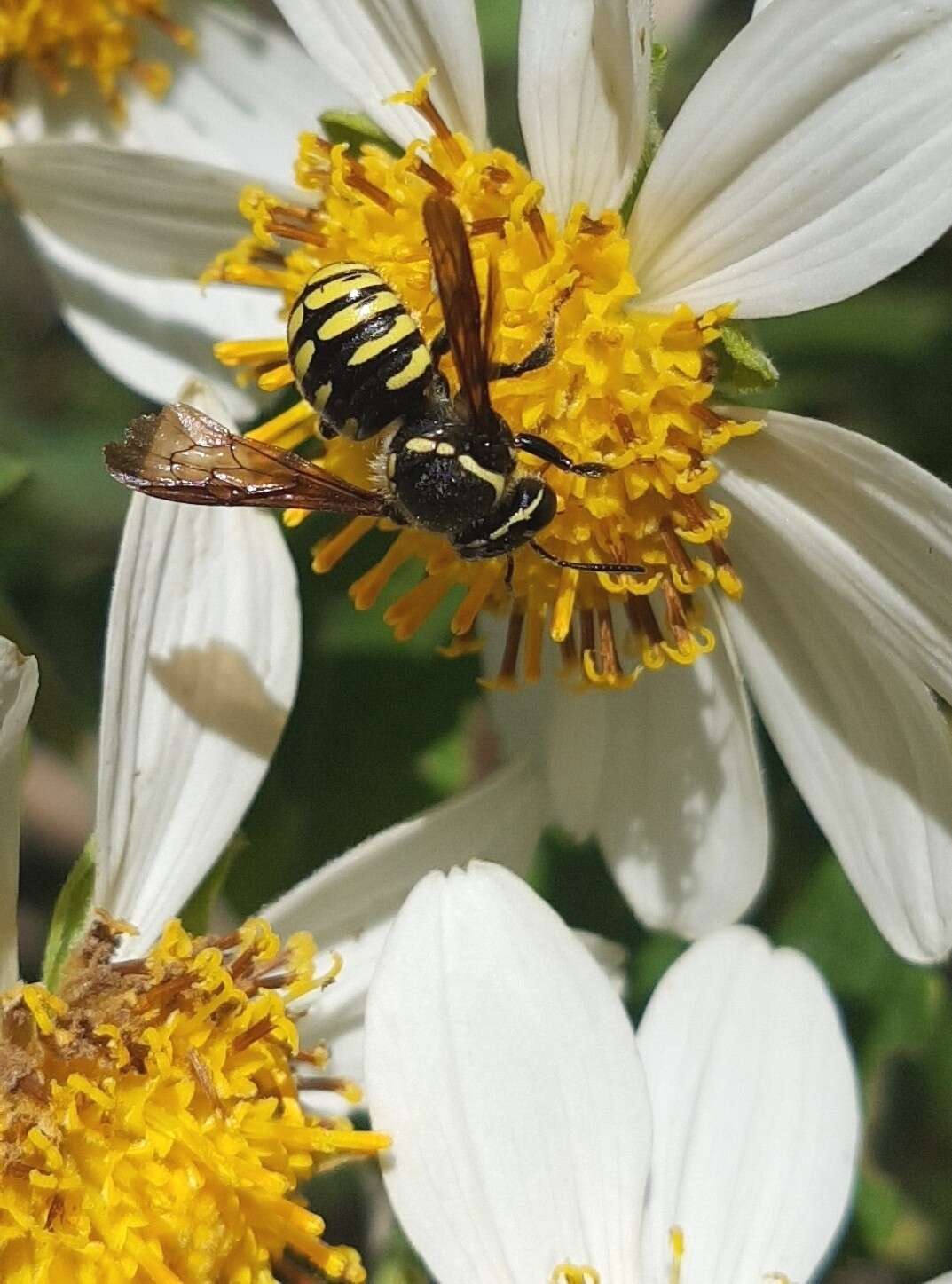 Image of Paranthidium gabbii (Cresson 1878)