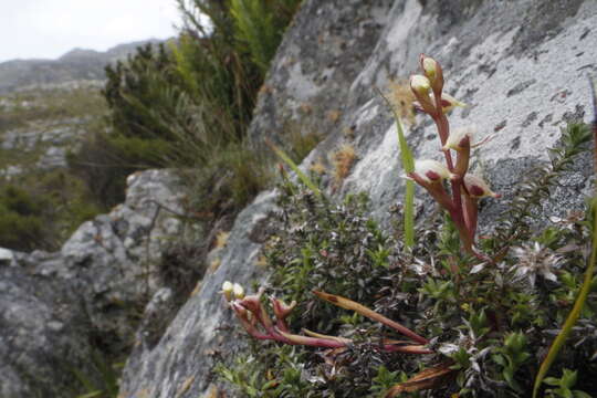 Imagem de Disa ocellata Bolus