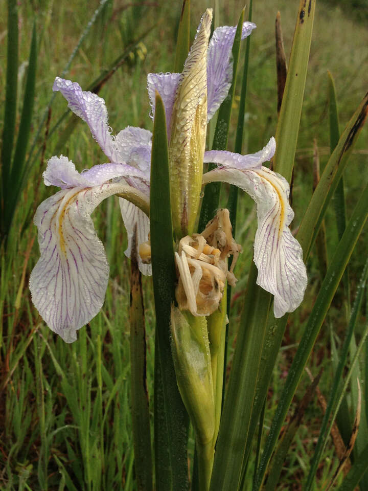 Plancia ëd Iris longipetala Herb.