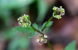 Image of Pacific Black-snakeroot