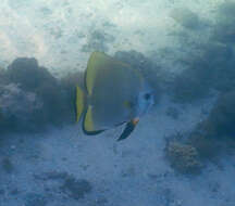 Image of Golden batfish