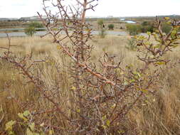 Plancia ëd Pyrus bourgaeana Decne