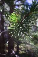 Imagem de Pinus contorta var. murrayana (Balf.) Engelm.