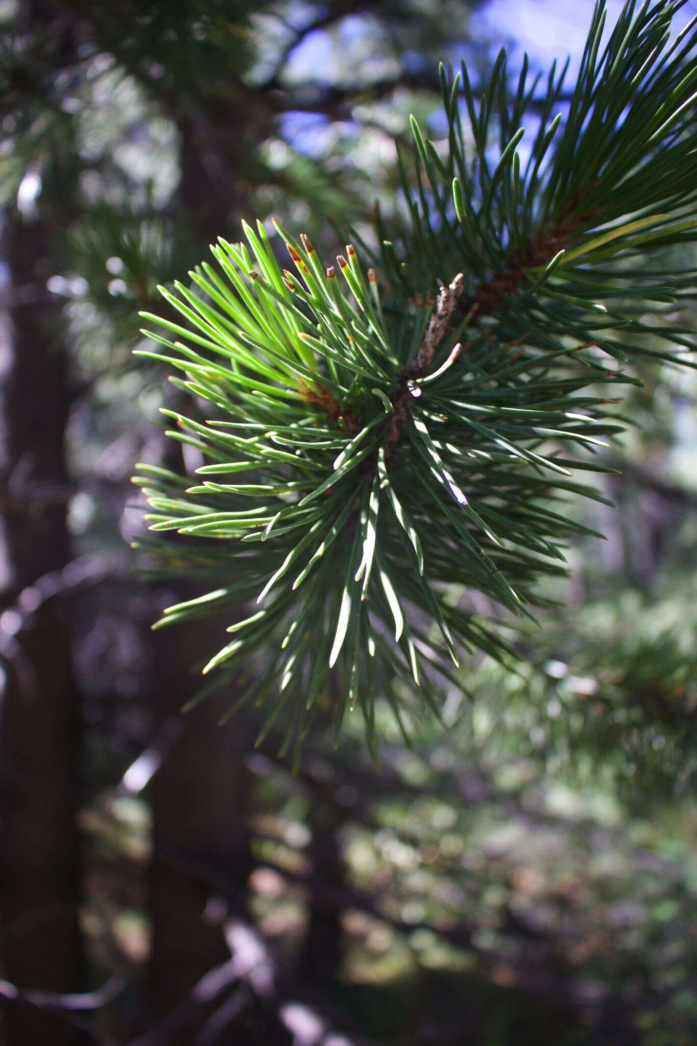 Imagem de Pinus contorta var. murrayana (Balf.) Engelm.