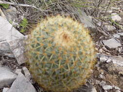 Imagem de Mammillaria flavicentra Backeb. ex Mottram