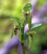 Plancia ëd Townsonia viridis (Hook. fil.) Schltr.