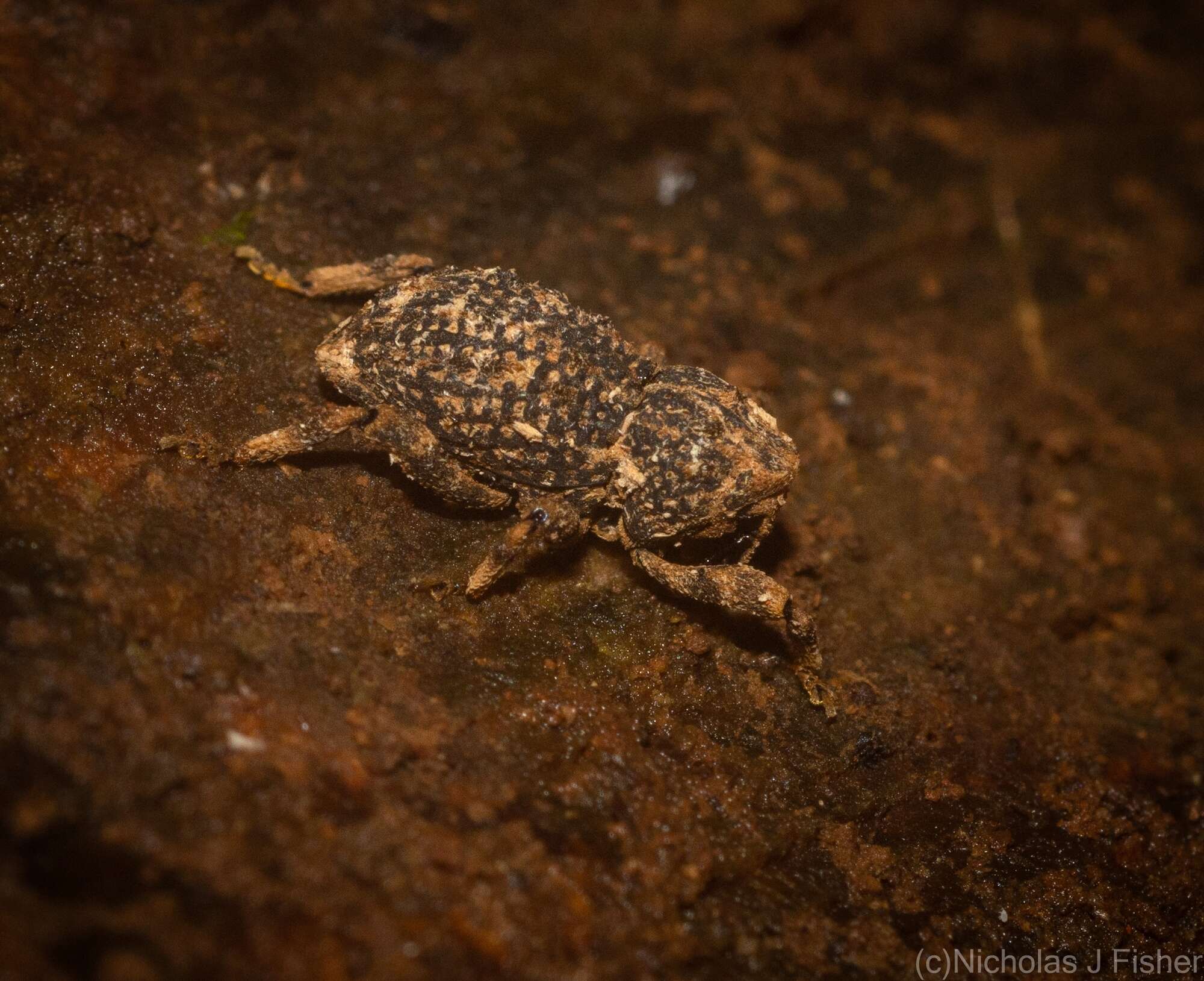 Image of Poropterus cavirostris Lea 1897