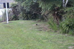 Turdus merula merula Linnaeus 1758 resmi