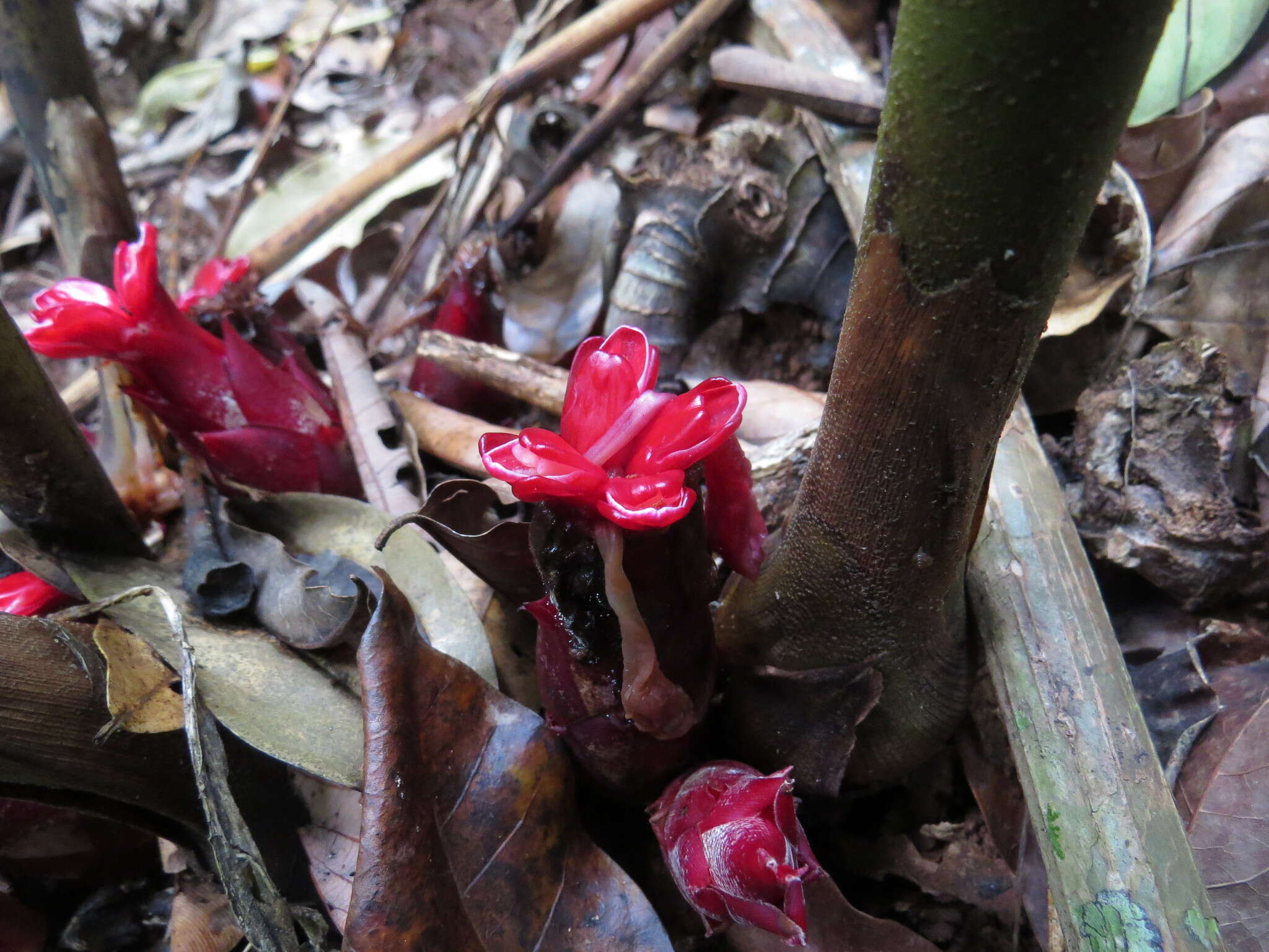 Слика од Hornstedtia scottiana (F. Muell.) K. Schum.