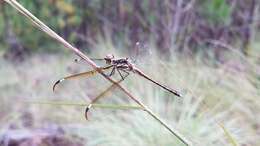 Hemistigma affine (Rambur 1842) resmi