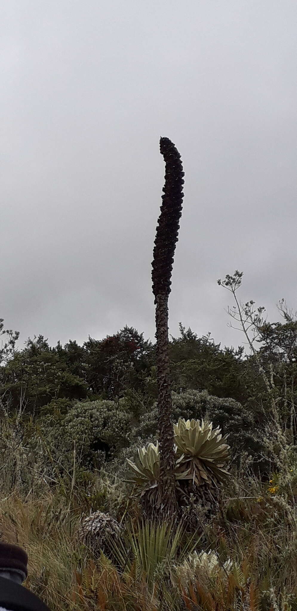 Image de Puya hamata L. B. Sm.