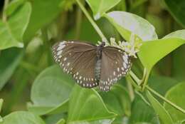 Euploea crameri Lucas 1853的图像
