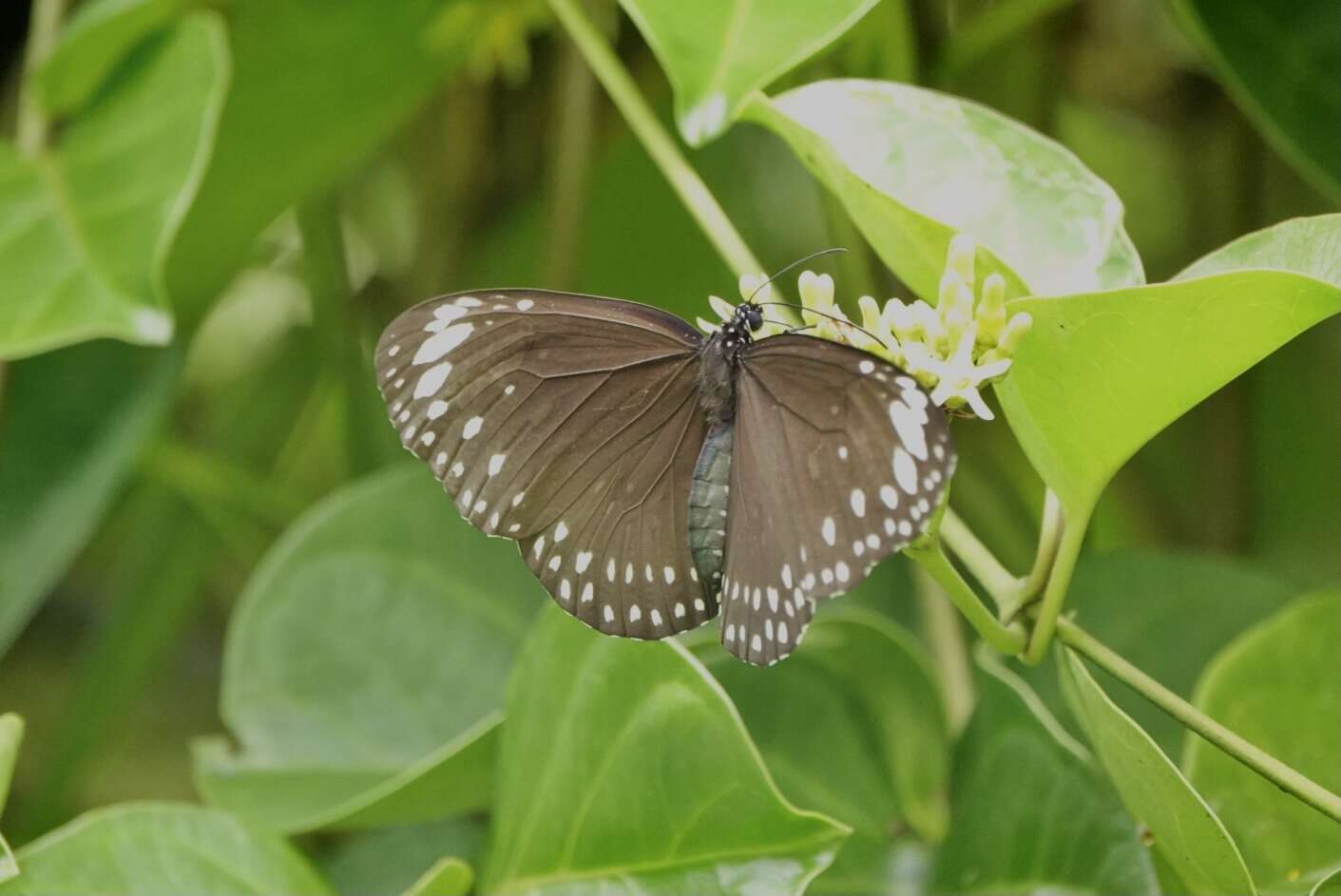 Euploea crameri Lucas 1853的图像