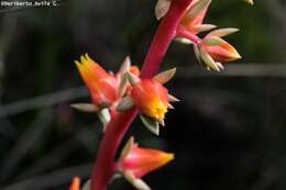 Image of Echeveria mucronata Schltdl.