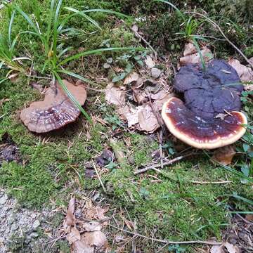 Ganoderma carnosum Pat. 1889的圖片