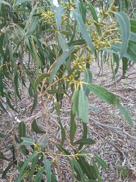 Image of Eucalyptus viminalis subsp. viminalis