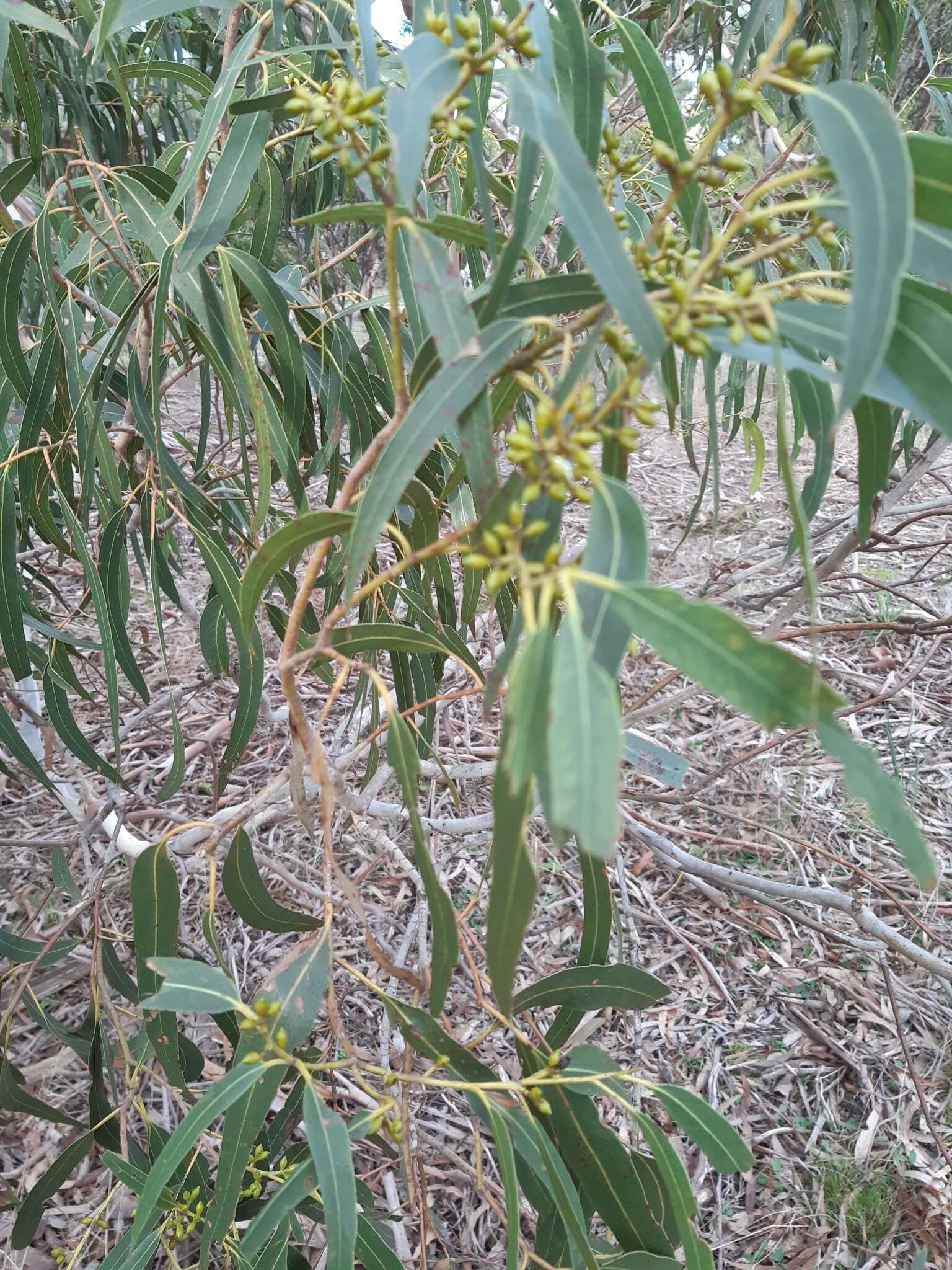 Image of Eucalyptus viminalis subsp. viminalis