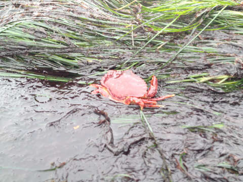 Image de crabe du Pacifique