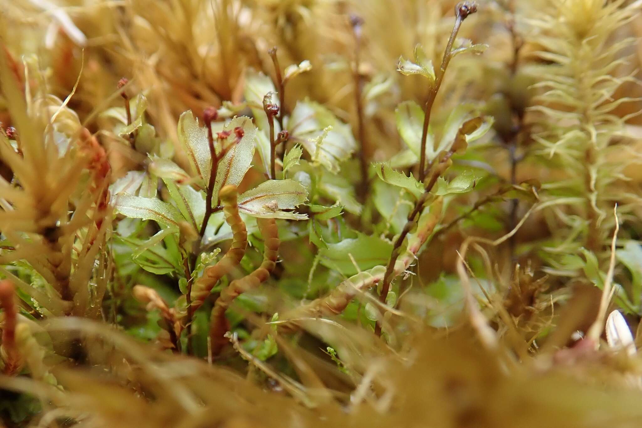 Image of Hymenophyllum falklandicum Bak.