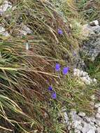 Image of Campanula cespitosa Scop.