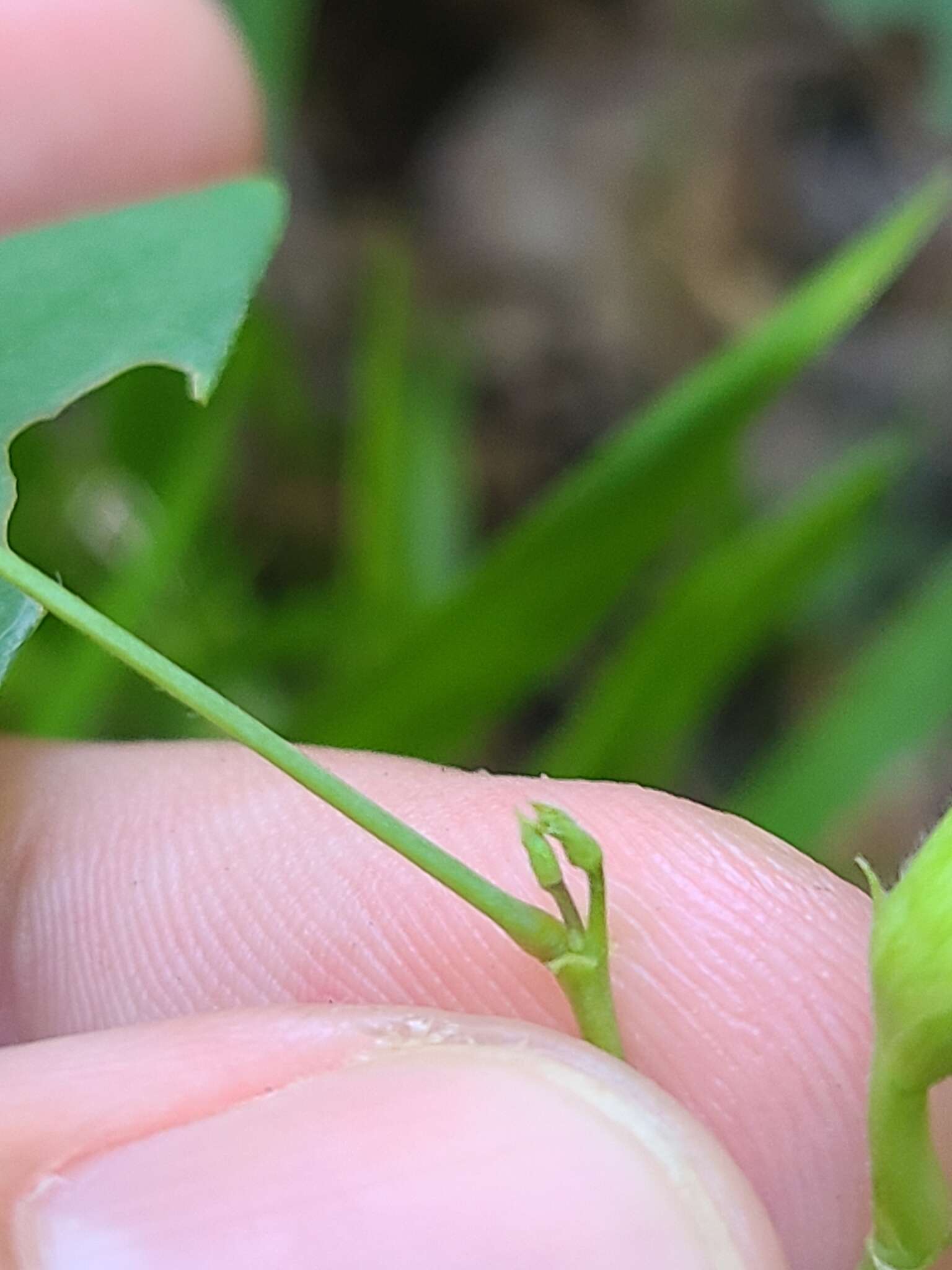 صورة Clitoria mariana var. mariana