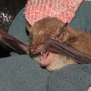 Image of Little Broad-nosed Bat