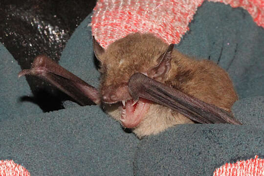 Image of Little Broad-nosed Bat