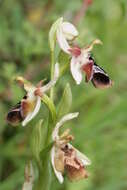 Image of Ophrys reinholdii subsp. reinholdii