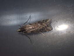 Image of Narrow-winged Grey