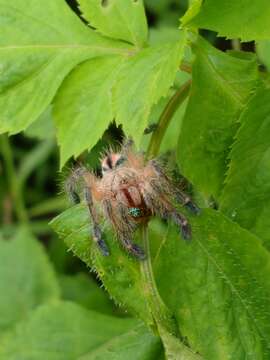 Image of Amazon Ribbed Spider