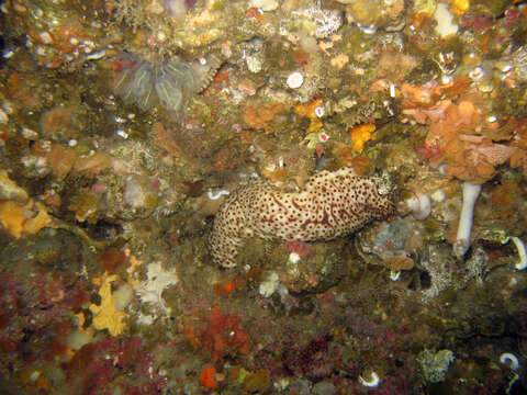 Image of Holothuria subgen. Platyperona Rowe 1969