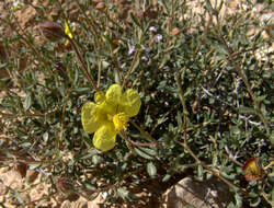 Image of Helianthemum ventosum Boiss.