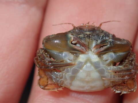 Image of arch-fronted swimming crab