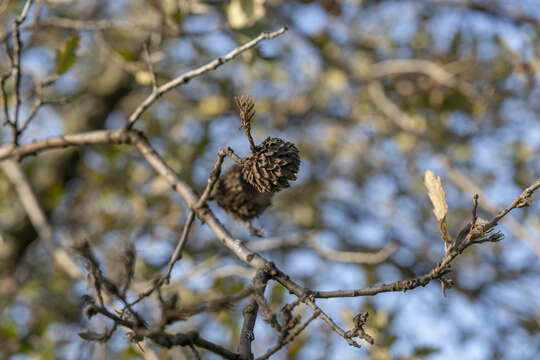 Imagem de Quercus ithaburensis subsp. macrolepis (Kotschy) Hedge & Yalt.