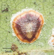 Image of Pyriform scale