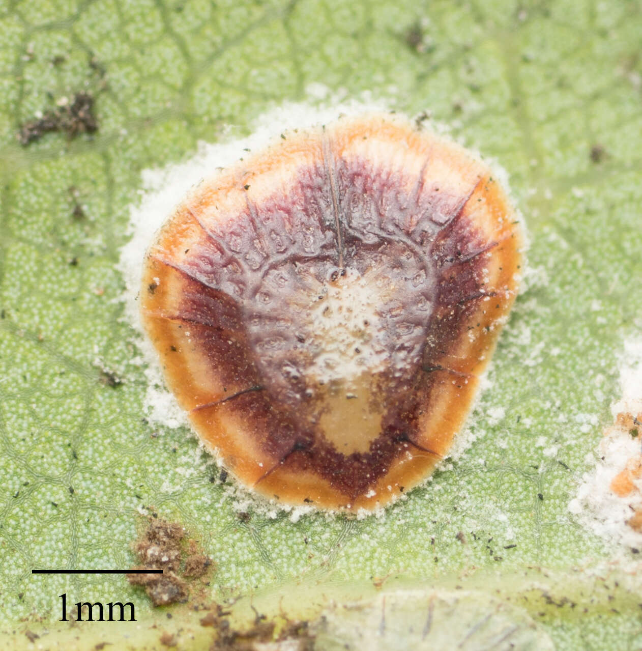 Image of Pyriform scale