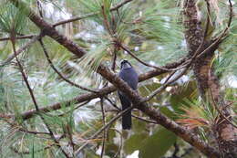 Image of Dwarf Jay