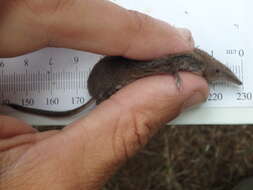 Image of American Pygmy Shrew